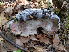 Hypomyces melanocarpus