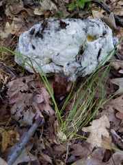 Hypomyces melanocarpus