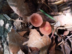 Collybiopsis biformis