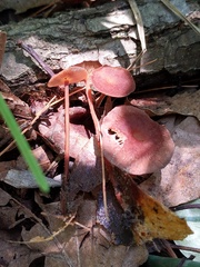 Collybiopsis biformis