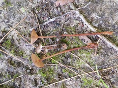 Collybiopsis biformis