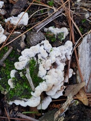 Thelephora americana