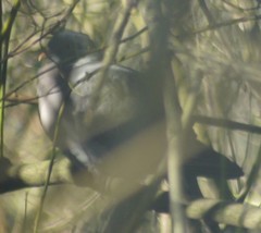 Columba palumbus