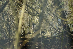 Columba palumbus