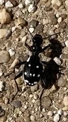 Anthia duodecimguttata