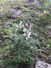 Lupinus albus