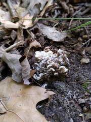 Thelephora americana