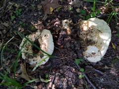 Lactarius maculatipes