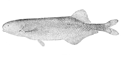Baby Whale photo 2
