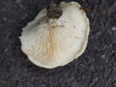 Lactarius maculatipes
