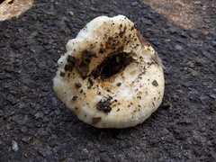 Lactarius maculatipes