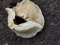 Lactarius maculatipes