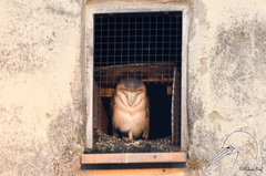 Tyto alba guttata