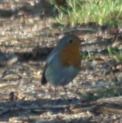 Erithacus rubecula