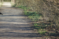 Erithacus rubecula