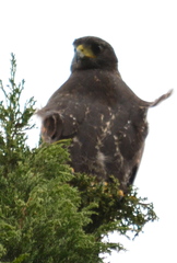 Parabuteo unicinctus
