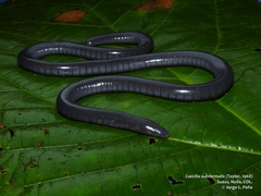 Moscopan Caecilian photo 2
