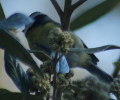 Cyanistes caeruleus