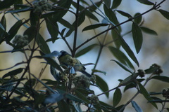 Cyanistes caeruleus