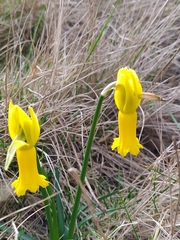 Narcissus cyclamineus