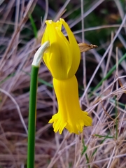 Narcissus cyclamineus
