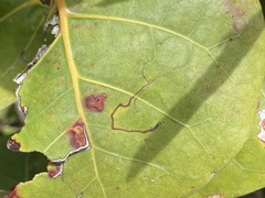 Enteucha basidactyla