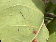 Enteucha basidactyla