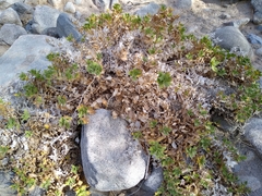 Ambrosia ilicifolia