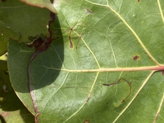 Enteucha basidactyla