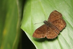 Bolla catharina