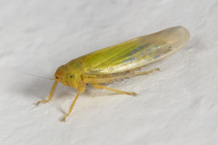 Cicadula ornata