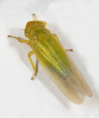 Cicadula ornata