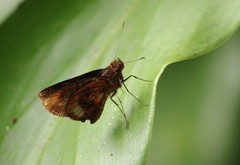 Miltomiges cinnamomea