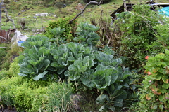 Brassica oleracea viridis
