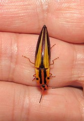 Semiotus intermedius