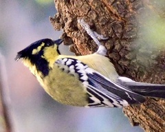 Machlolophus aplonotus