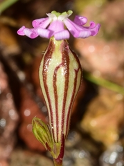 Silene secundiflora
