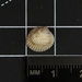 Ribbed Cockle - Photo (c) lizard--o_o, some rights reserved (CC BY-NC), uploaded by lizard--o_o