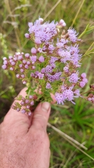 Chromolaena hirsuta