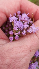 Chromolaena hirsuta