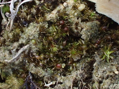 Ephemerum recurvifolium