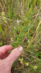Chromolaena hirsuta