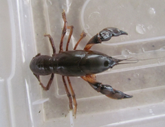 Parastacus defossus