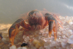 Parastacus defossus