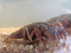 Parastacus defossus