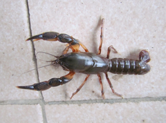 Parastacus defossus