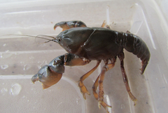Parastacus defossus