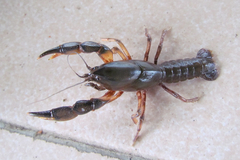 Parastacus defossus