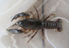 Parastacus defossus