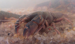 Parastacus defossus